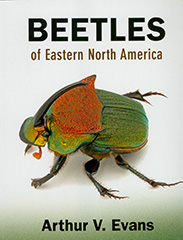 BeetlesEasternUS